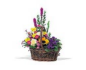 Basket of Glory, picture