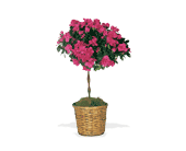 Azalea Topiary, picture