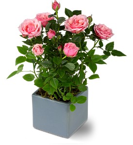 Miniature Rose Bush in Centralia�IL, Ross Flower Shop