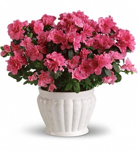 Pretty in Pink Azalea in Centralia IL, Ross Flower Shop