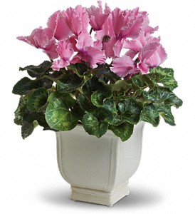 Sunny Cyclamen in Centralia IL, Ross Flower Shop