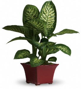 Delightful Dieffenbachia in Centralia IL, Ross Flower Shop