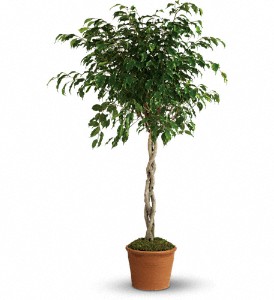 Towering Ficus in Centralia IL, Ross Flower Shop