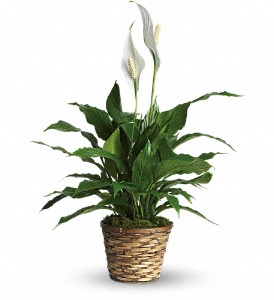 Simply Elegant Spathiphyllum - Small in Centralia IL, Ross Flower Shop
