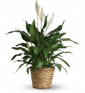 Simply Elegant Spathiphyllum - Medium in Centralia IL, Ross Flower Shop