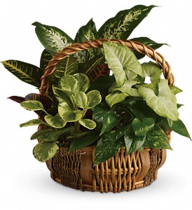 Emerald Garden Basket in Centralia IL, Ross Flower Shop