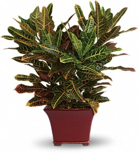 Stately Croton in Centralia IL, Ross Flower Shop