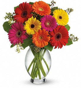 Teleflora's Gerbera Brights in Centralia IL, Ross Flower Shop
