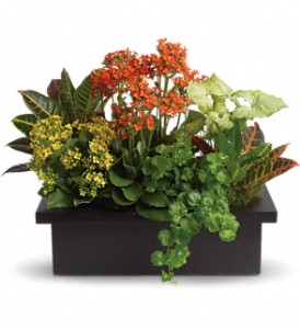 Stylish Plant Assortment in Centralia IL, Ross Flower Shop