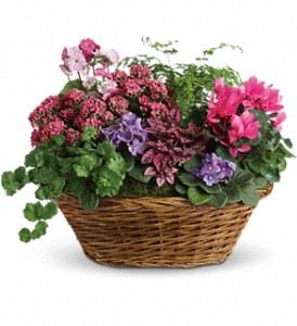 Simply Chic Mixed Plant Basket in Centralia IL, Ross Flower Shop