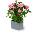 Miniature Rose Bush in Centralia IL Ross Flower Shop