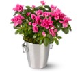 Adorable Azalea in Centralia IL Ross Flower Shop