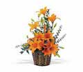 Asiatic Lilies in Centralia IL Ross Flower Shop