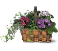 Mixed African Violet Basket in Centralia IL Ross Flower Shop