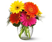 Teleflora's Fiesta Gerbera Vase in Centralia�IL, Ross Flower Shop