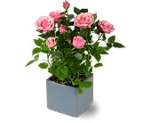 Miniature Rose Bush in Centralia�IL, Ross Flower Shop