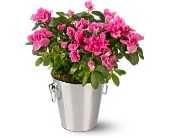 Adorable Azalea in Centralia�IL, Ross Flower Shop