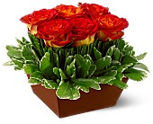 Roses in the Grass in Centralia�IL, Ross Flower Shop