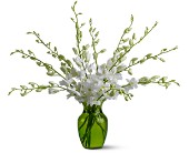 Serenity Orchids in Centralia�IL, Ross Flower Shop
