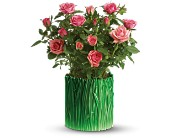 Teleflora's Grass is Greener Pink Rose Bush in Centralia�IL, Ross Flower Shop