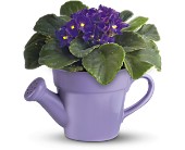 Teleflora's Spring Showers African Violet in Centralia�IL, Ross Flower Shop
