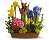 Spring Favorites in Centralia�IL, Ross Flower Shop