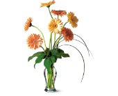 Grand Gerberas in Centralia�IL, Ross Flower Shop