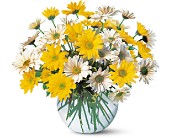 Dashing Daisies in Centralia�IL, Ross Flower Shop