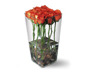 Orange Roses with River Rocks in Centralia�IL, Ross Flower Shop
