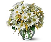 Daisy Cheer in Centralia�IL, Ross Flower Shop