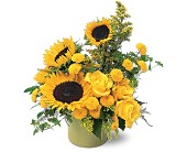 A Pot of Sunflowers in Centralia�IL, Ross Flower Shop