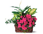 Azalea Attraction Garden Basket in Centralia�IL, Ross Flower Shop