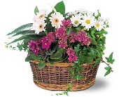 Traditional European Garden Basket in Centralia�IL, Ross Flower Shop
