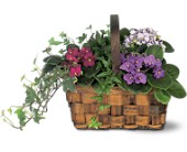 Mixed African Violet Basket in Centralia�IL, Ross Flower Shop