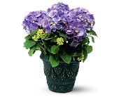 Blue Hydrangea in Centralia�IL, Ross Flower Shop