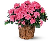 Pink Azalea in Centralia�IL, Ross Flower Shop