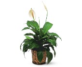 Small Spathiphyllum Plant in Centralia�IL, Ross Flower Shop