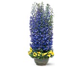 Distinguished Delphinium in Centralia�IL, Ross Flower Shop