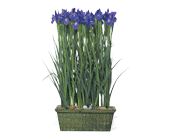 Iris Garden in Centralia�IL, Ross Flower Shop