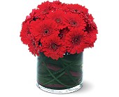 Red Gerbera Collection in Centralia�IL, Ross Flower Shop