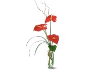 The Simplicity of Anthuriums in Centralia�IL, Ross Flower Shop