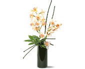 Artful Orchids in Centralia�IL, Ross Flower Shop