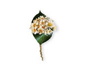 Tiny Blossoms Boutonniere in Centralia�IL, Ross Flower Shop