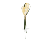White Freesia Boutonniere in Centralia�IL, Ross Flower Shop