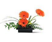 Teleflora's Zen Gerbera Bowl in Centralia�IL, Ross Flower Shop